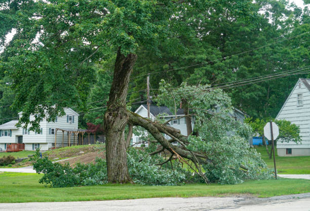 Best Tree Removal for Businesses  in Arroyo Seco, NM